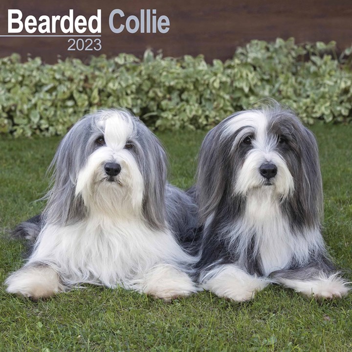 Bearded Collie Calendar 2023