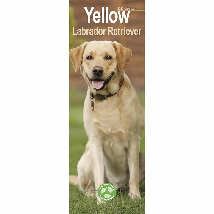 Yellow Labrador Retriever Slim Calendar 2023