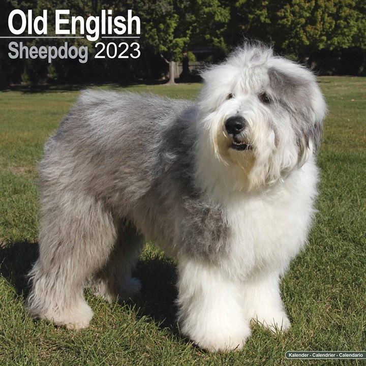 Old English Sheepdog Calendar 2023