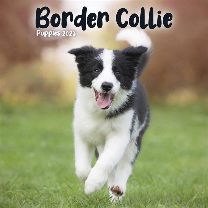 Border Collie Puppies Mini 2023 Calendars
