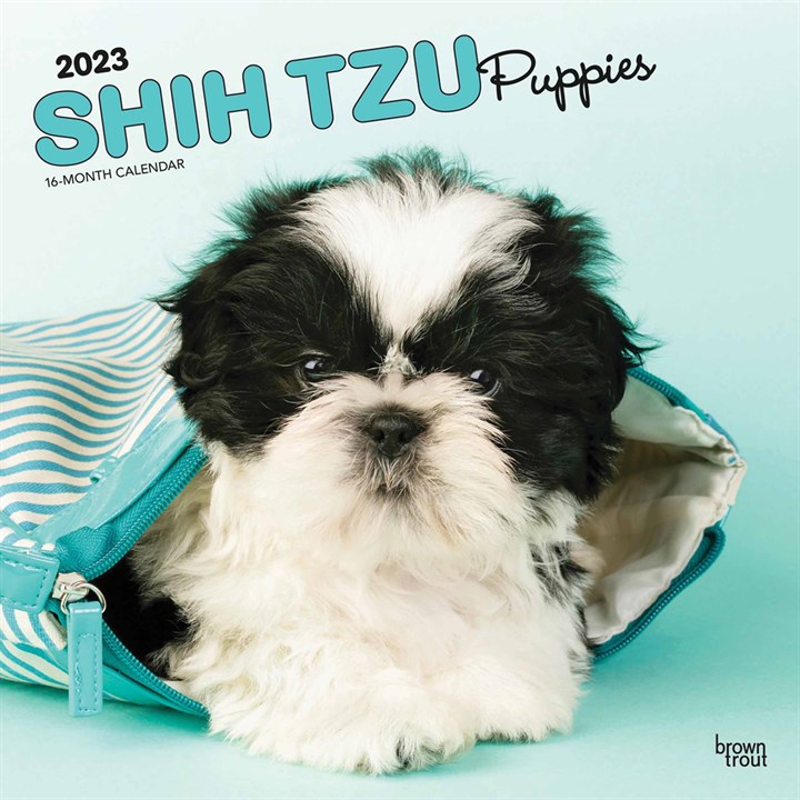 Shih Tzu Puppies Calendar 2023