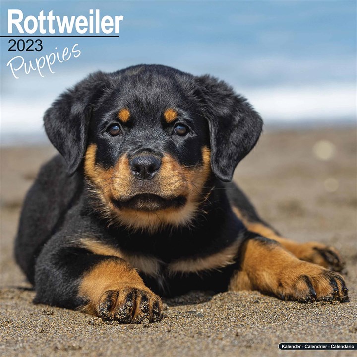Rottweiler Puppies Calendar 2023