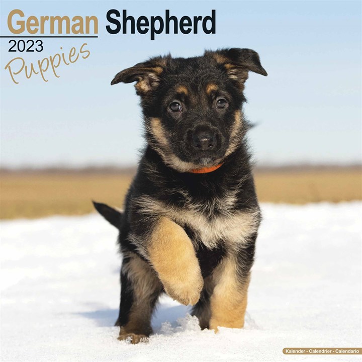 German Shepherd Puppies Calendar 2023