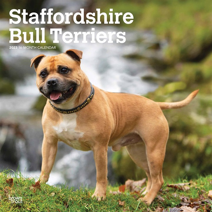 Staffordshire Bull Terriers Calendar 2023