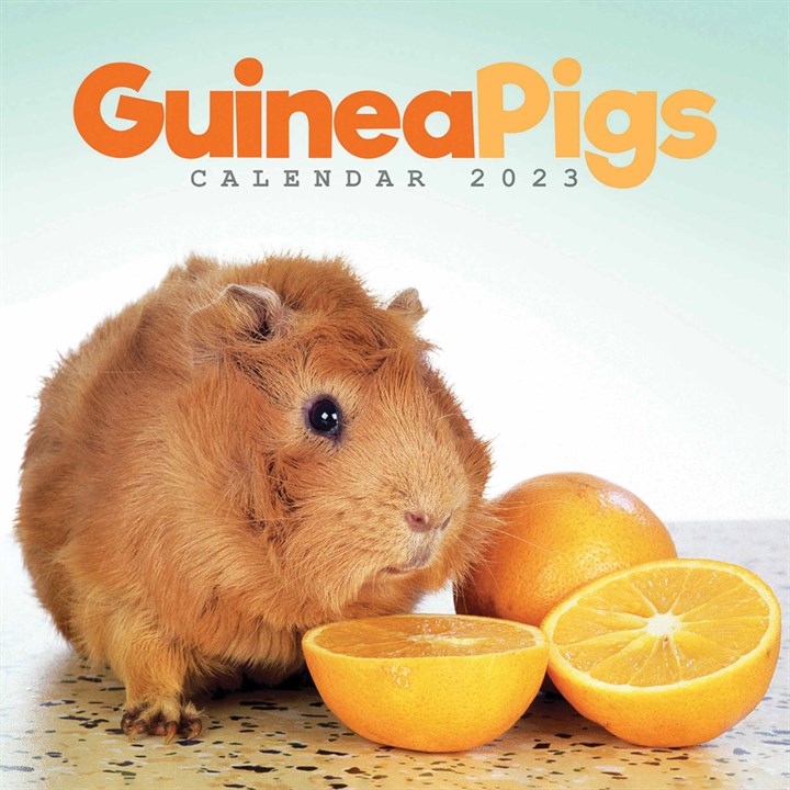 Guinea Pigs Mini 2023 Calendars