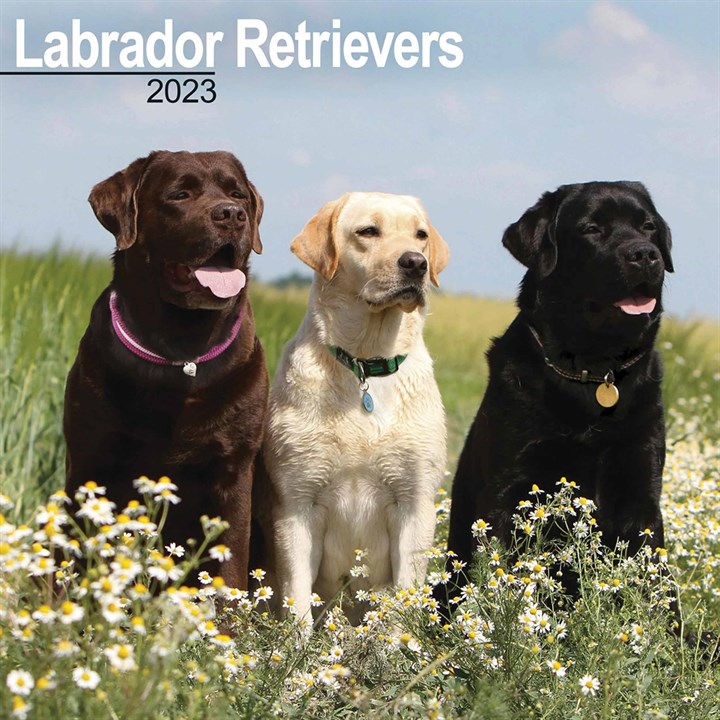 Labrador Retrievers Calendar 2023