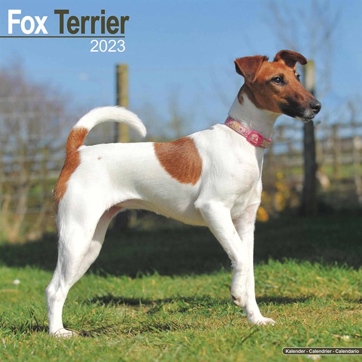 Fox Terrier Calendar 2023