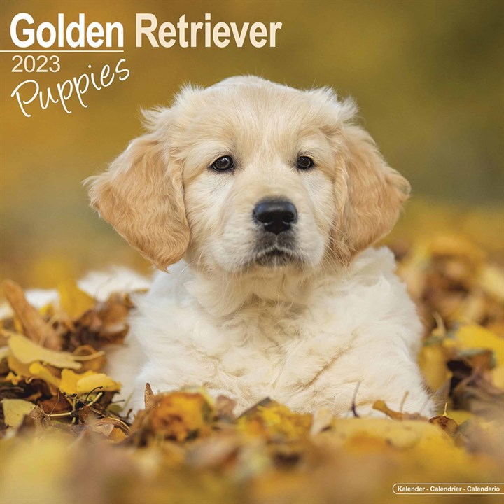 Golden Retriever Puppies Calendar 2023