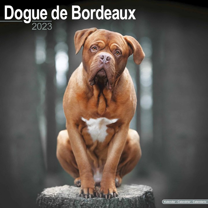 Dogue De Bordeaux Calendar 2023