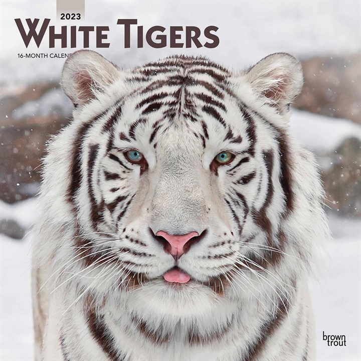 White Tigers Calendar 2023