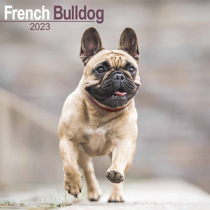French Bulldog Calendar 2023