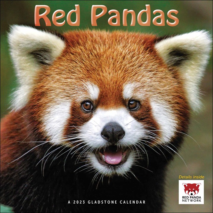 Red Pandas Calendar 2023