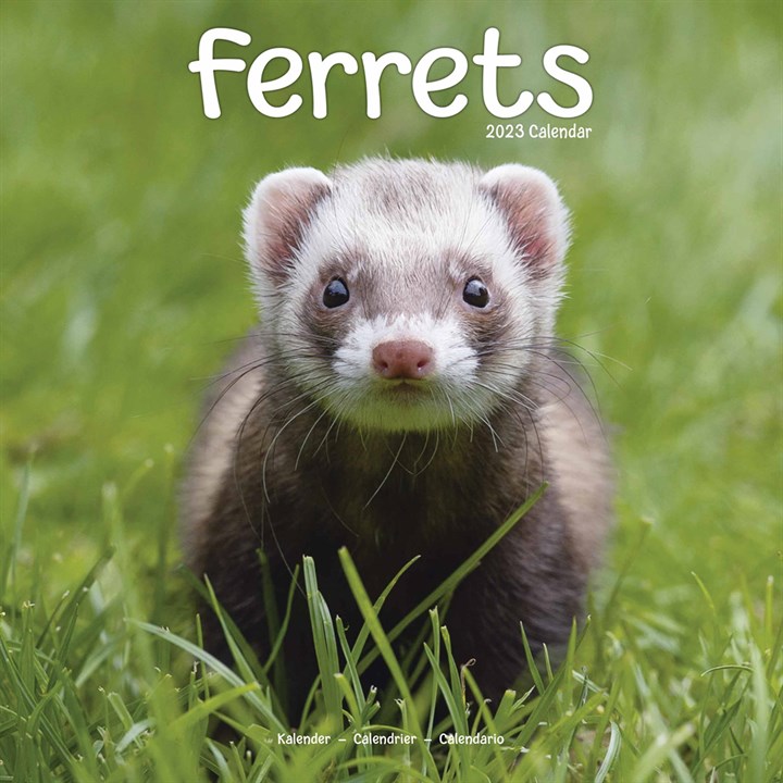 Ferrets Calendar 2023