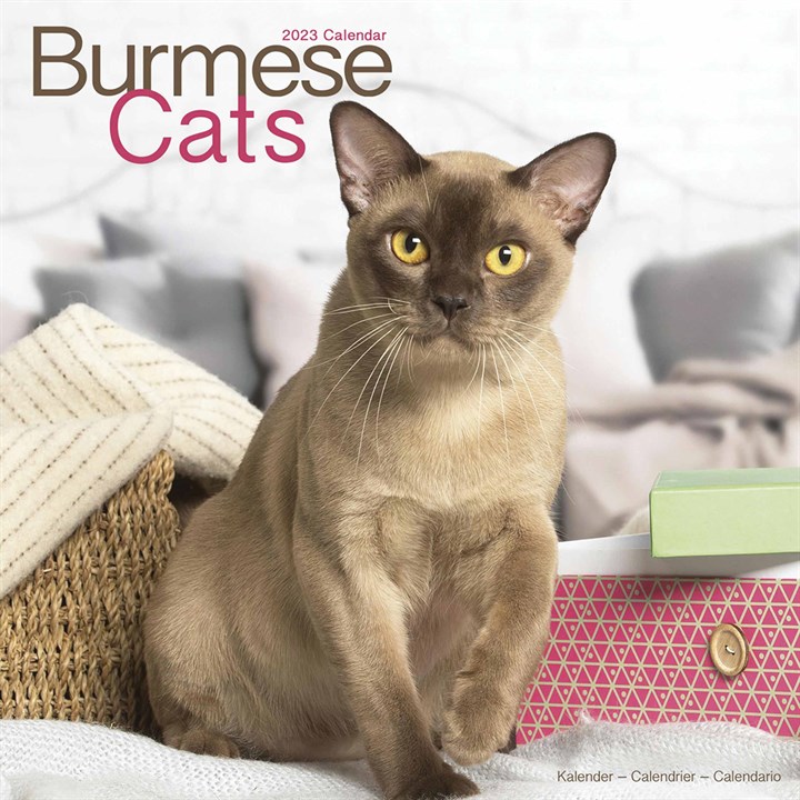 Burmese Cats Calendar 2023