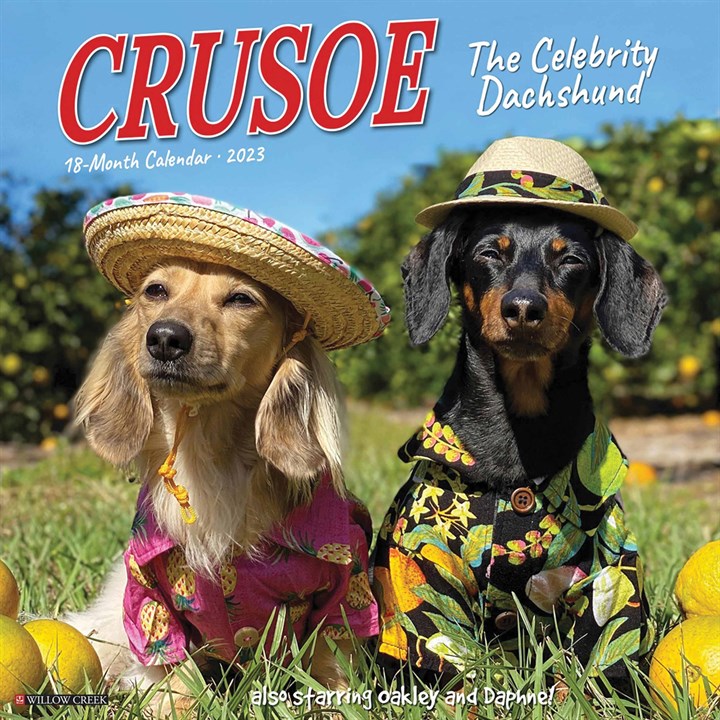 Crusoe The Dachshund Calendar 2023