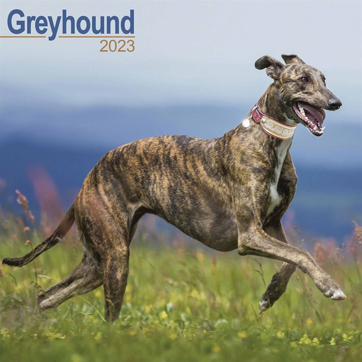 Greyhound Calendar 2023