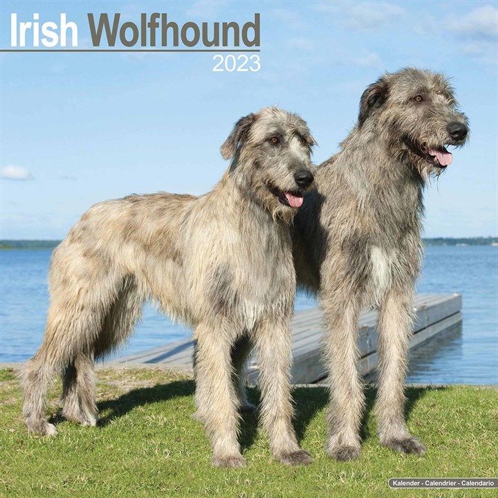 Irish Wolfhound Calendar 2023