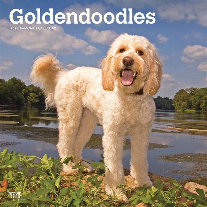Goldendoodles Calendar 2023