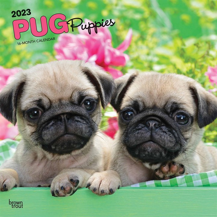 Pug Puppies Calendar 2023