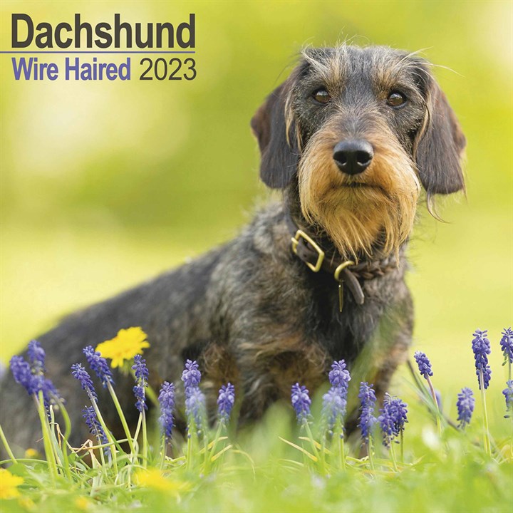 Wire Haired Dachshund Calendar 2023