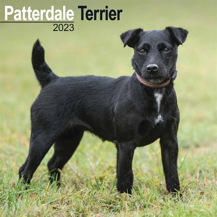 Patterdale Terriers Calendar 2023