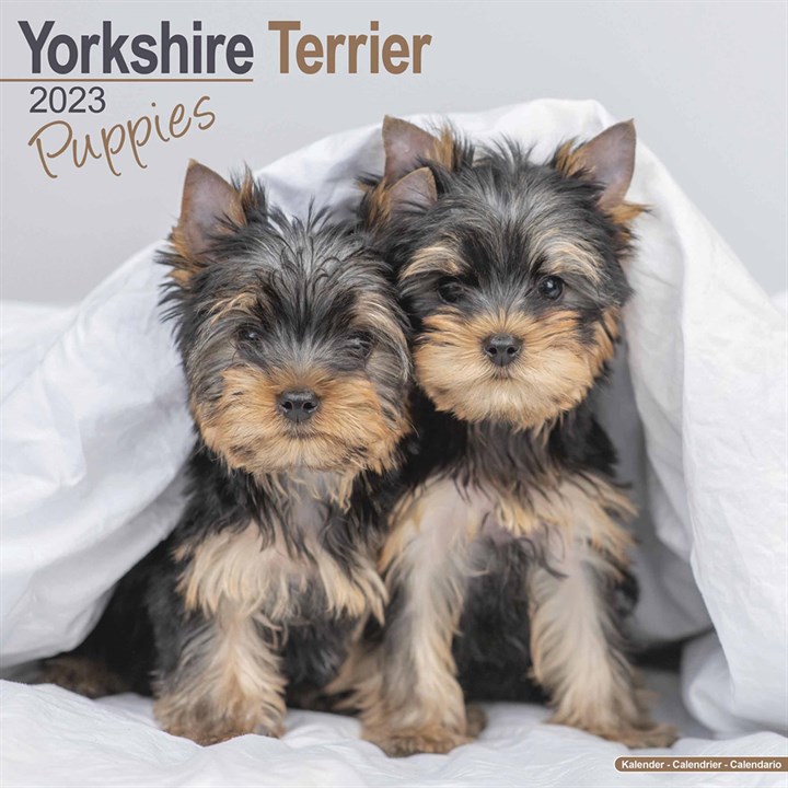 Yorkshire Terrier Puppies 2023 Calendars