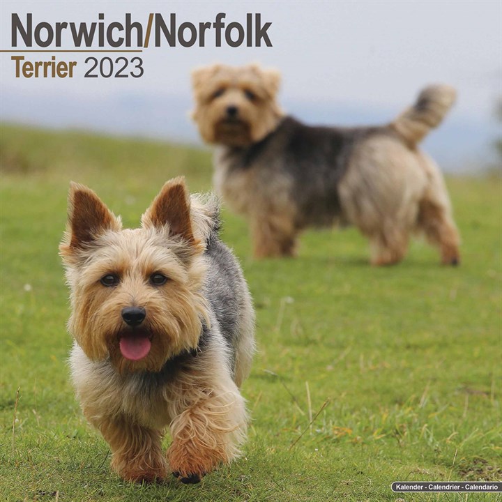 Norwich & Norfolk Terrier Calendar 2023