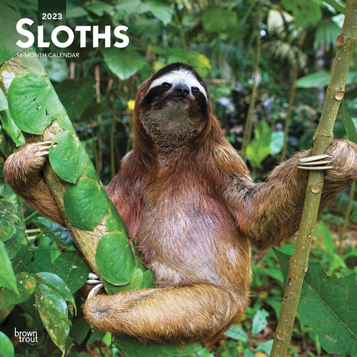 Sloths Calendar 2023