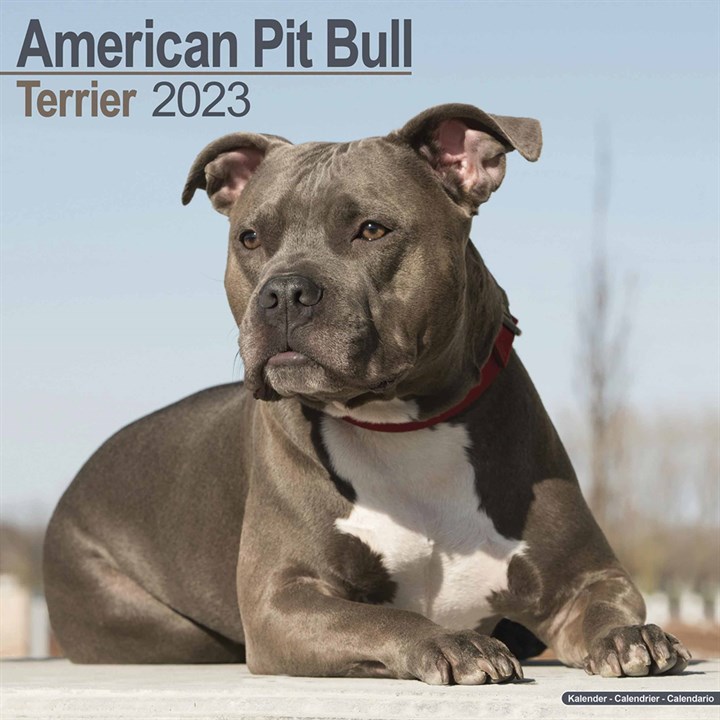 American Pit Bull Terrier Calendar 2023