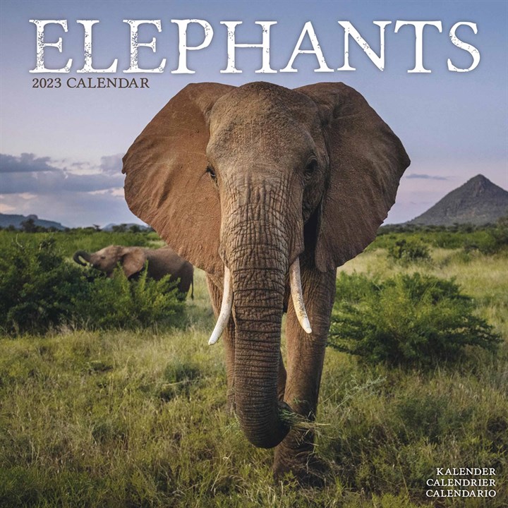 Elephants 2023 Calendars