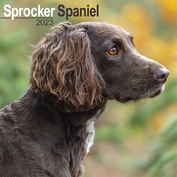 Sprocker Spaniel Calendar 2023