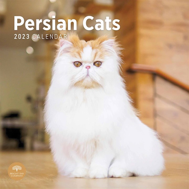 Persian Cats 2023