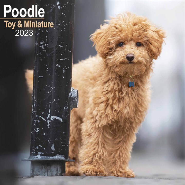 Toy & Miniature Poodle Calendar 2023