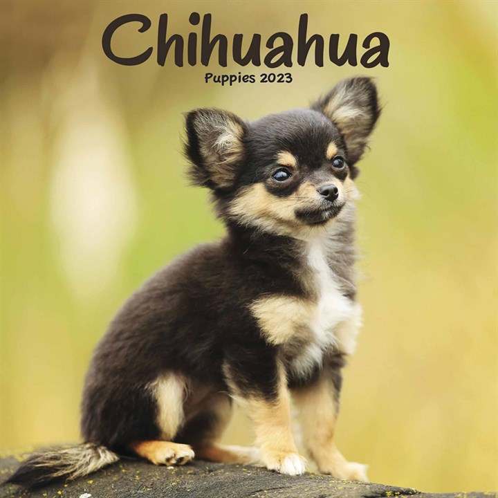 Chihuahuas Puppies Mini Calendar 2023