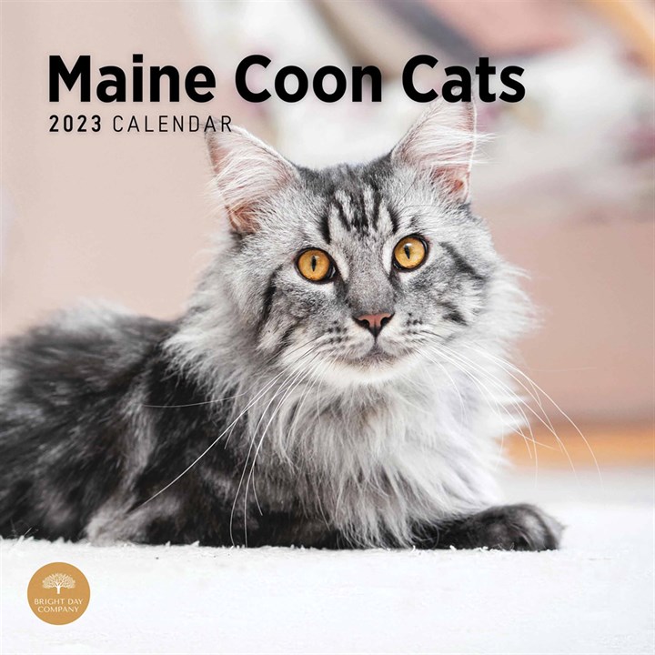 Maine Coon Cats 2023 Calendars