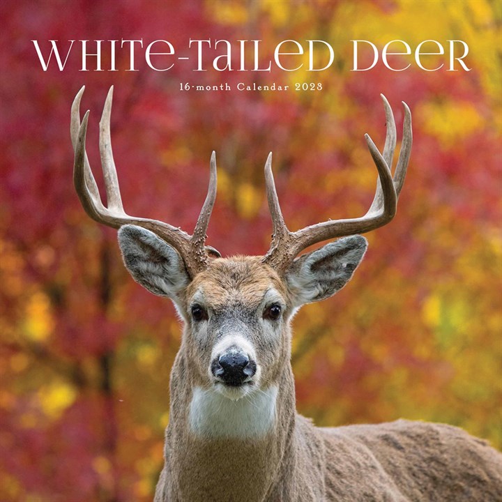 White-Tailed Deer Calendar 2023