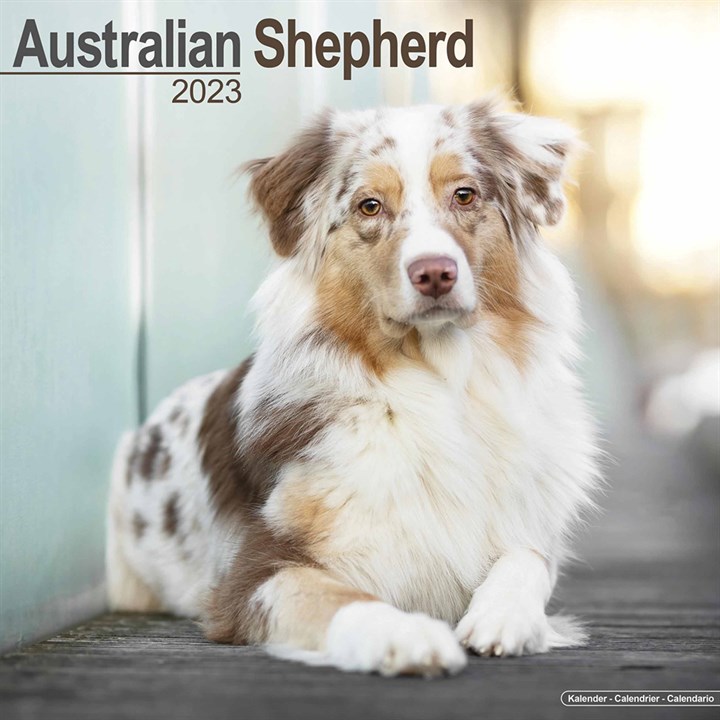 Australian Shepherd Calendar 2023