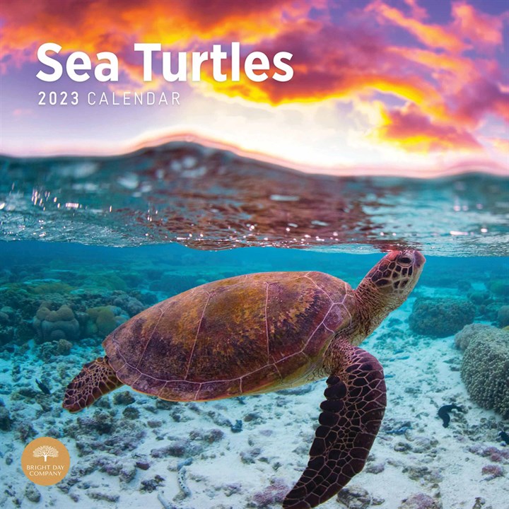 Sea Turtles Calendar 2023