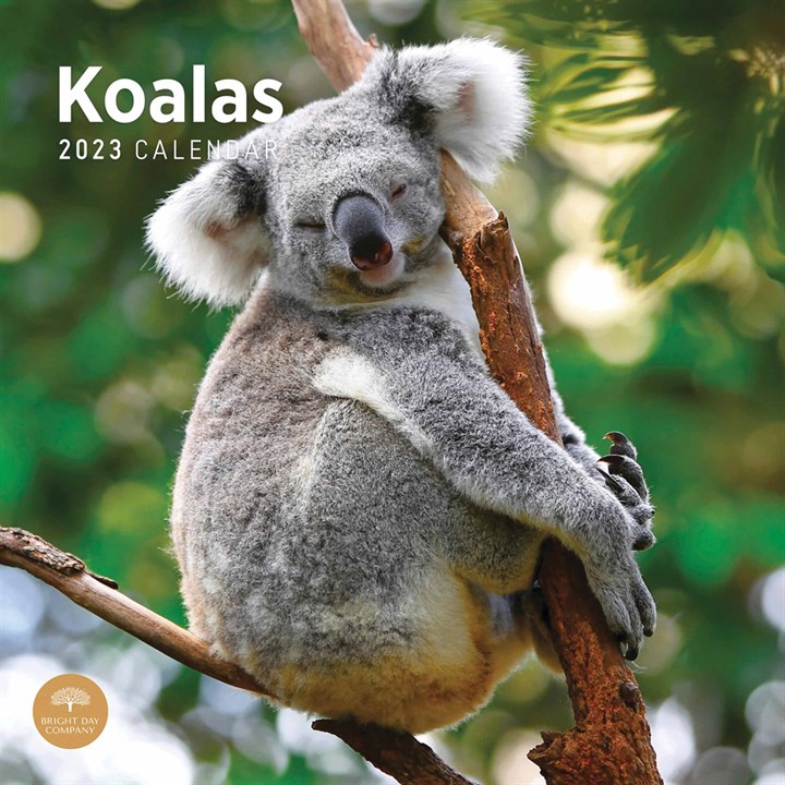 Koalas Calendar 2023