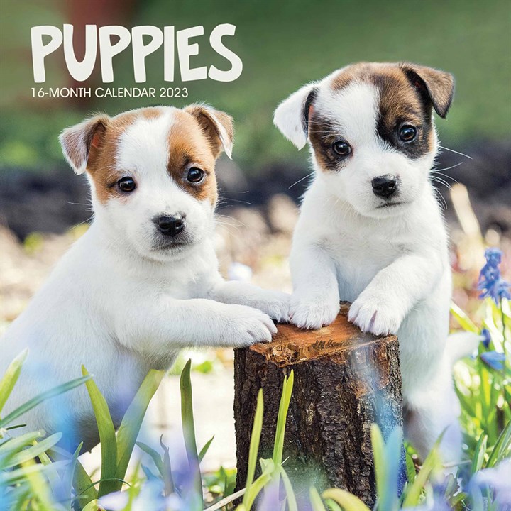 Puppies Mini 2023 Calendars