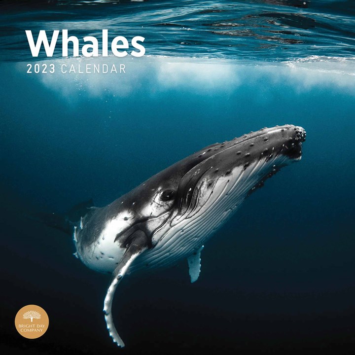 Whales Calendar 2023