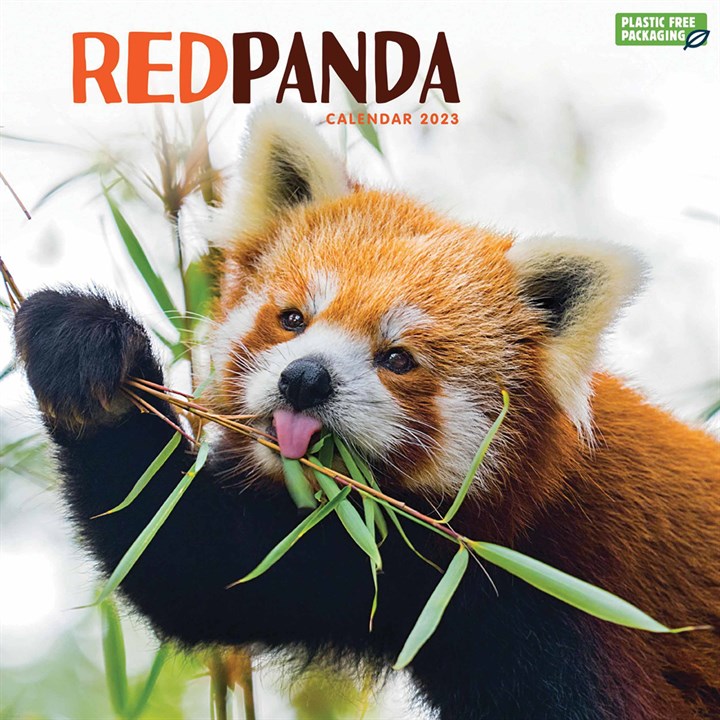 Red Pandas 2023 Calendars