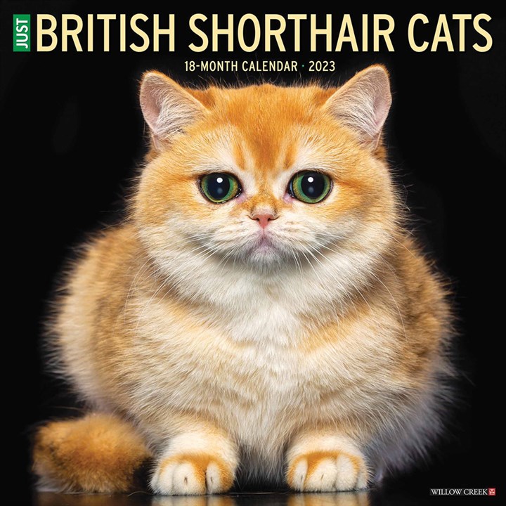 Just British Shorthair Cats Calendar 2023