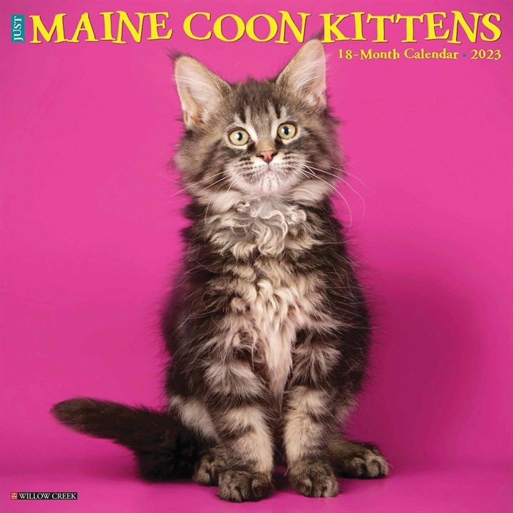 Maine Coon Kittens Calendar 2023