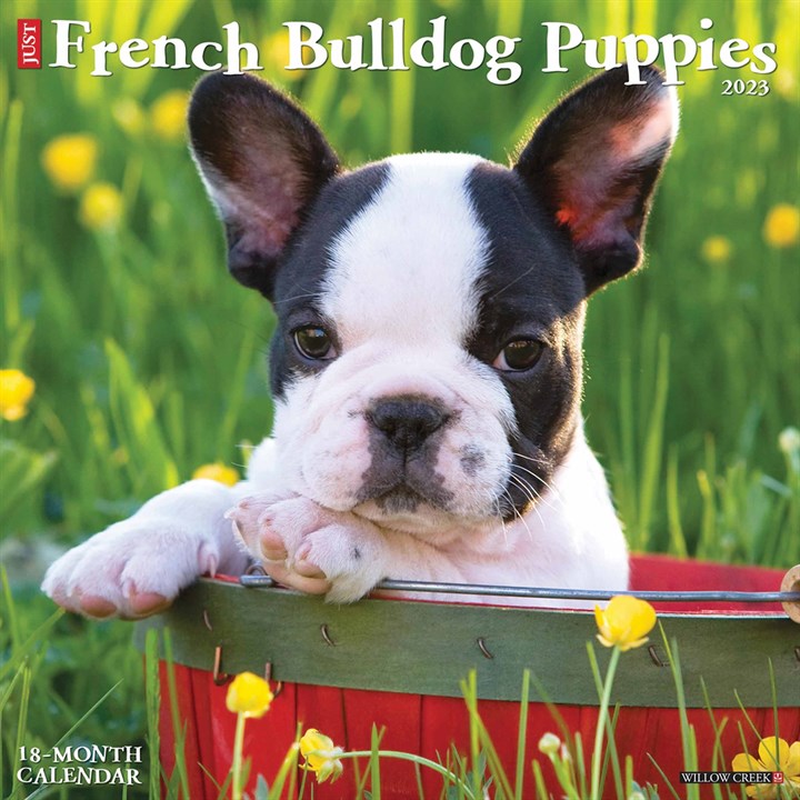 Just French Bulldog Puppies Calendar 2023