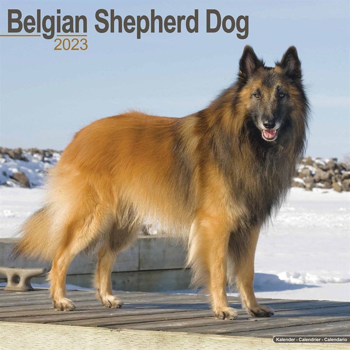 Belgian Shepherd Dog Calendar 2023