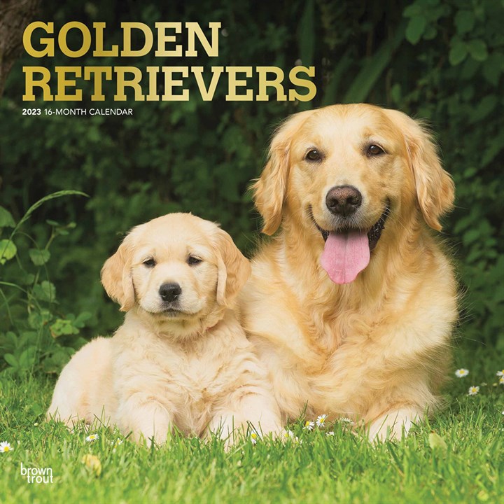 Golden Retrievers Calendar 2023