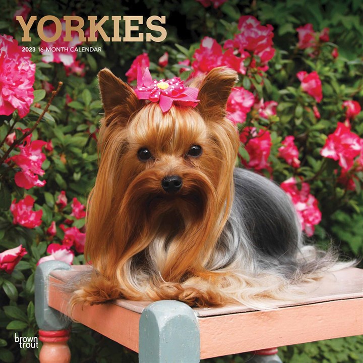 Yorkshire Terriers Calendar 2023
