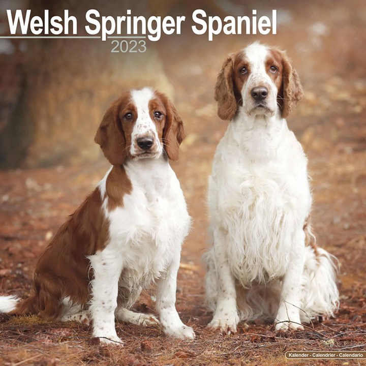 Welsh Springer Spaniel Calendar 2023