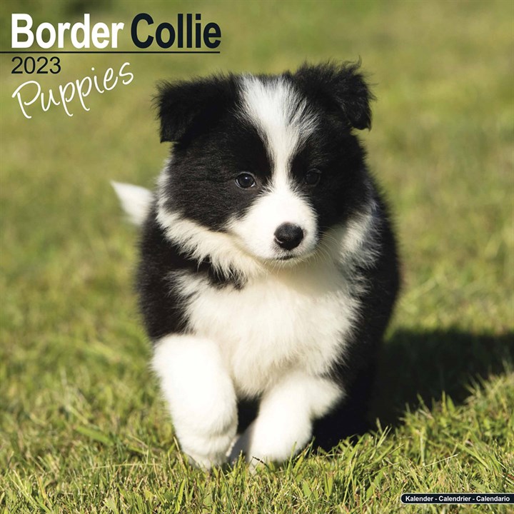 Border Collie Puppies Calendar 2023